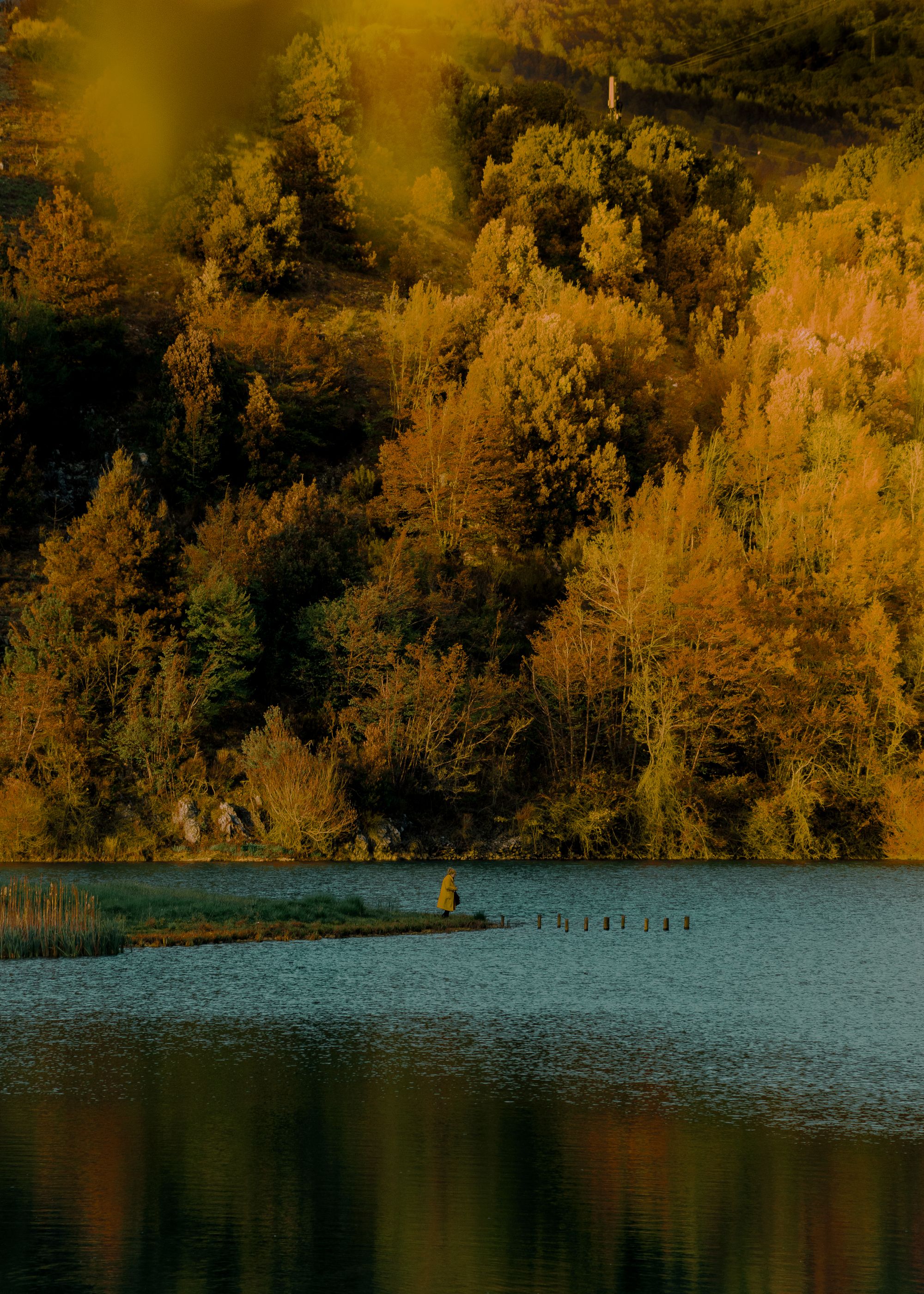 "Shoot the Woods," a Contest to award the most beautiful photos of Italian forests