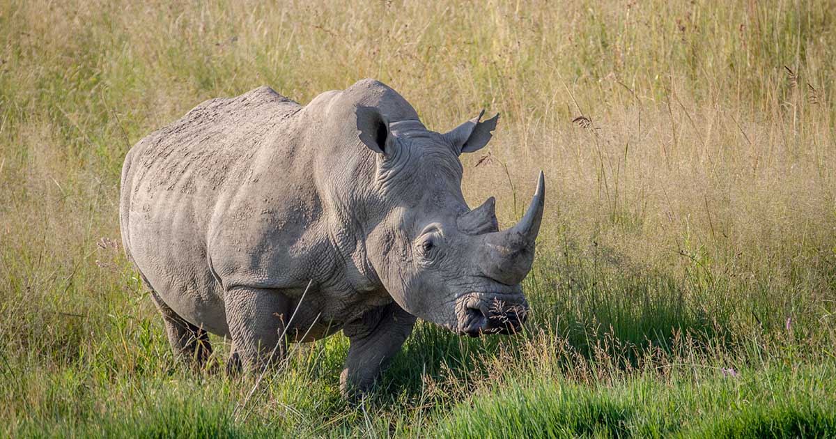 Science 'rescues' rhinos: frozen embryos to save them from extinction