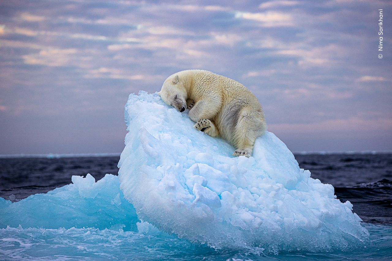 Bear sleeping on a drifting iceberg: awarded Wildlife Photographer of the Year