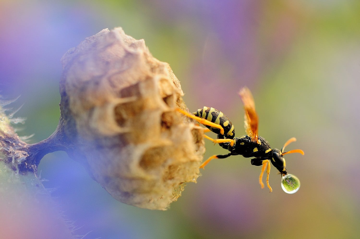 "Photographing the park," nature in the most beautiful shots: here are the winners