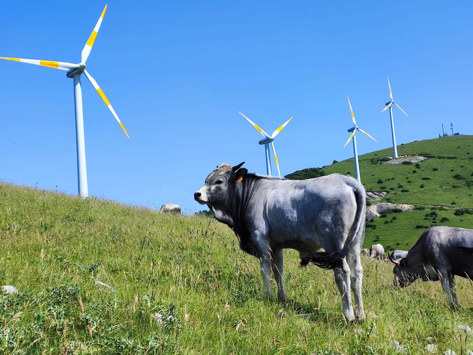 The weight of the wind: how wind power can threaten natural ecosystems