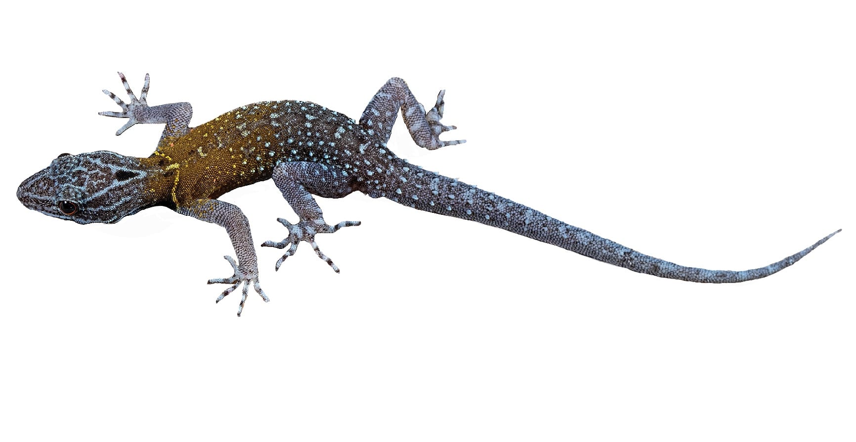 Van Gogh's starry dwarf gecko: new species discovered that resembles the starry night