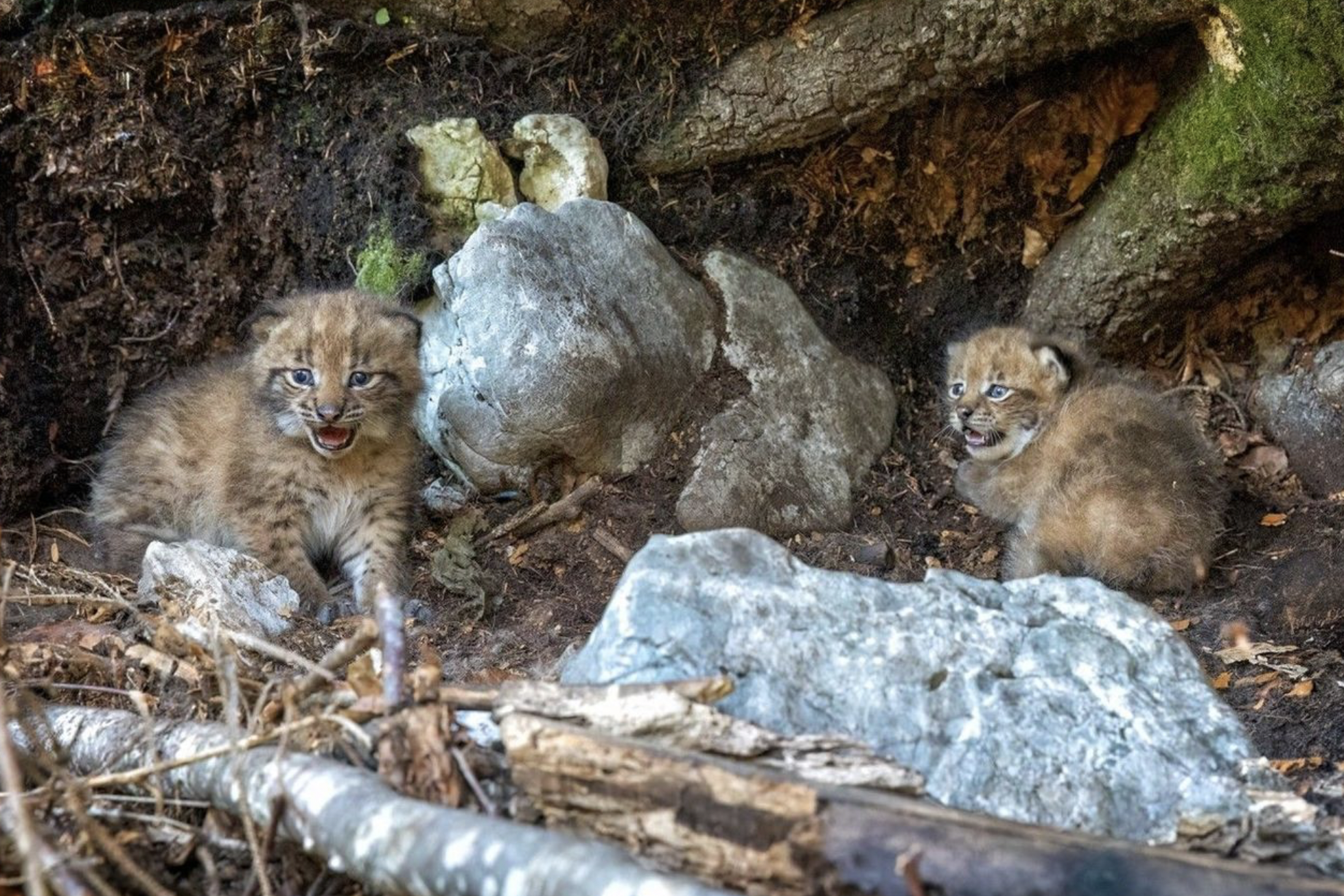 The photo that tells us why to be optimistic about the Eurasian lynx