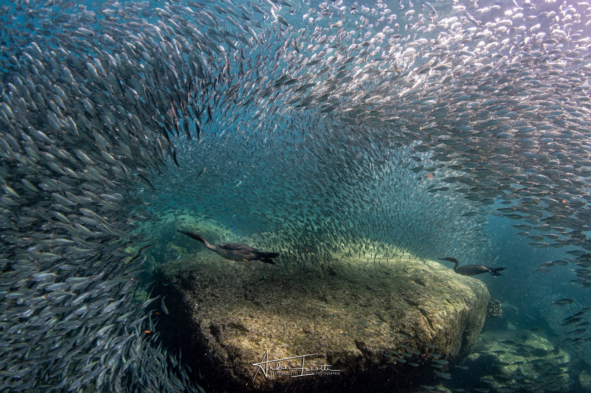 Cormorant apnea and a sea lion playing with a starfish: Izzotti's extraordinary photos awarded in India