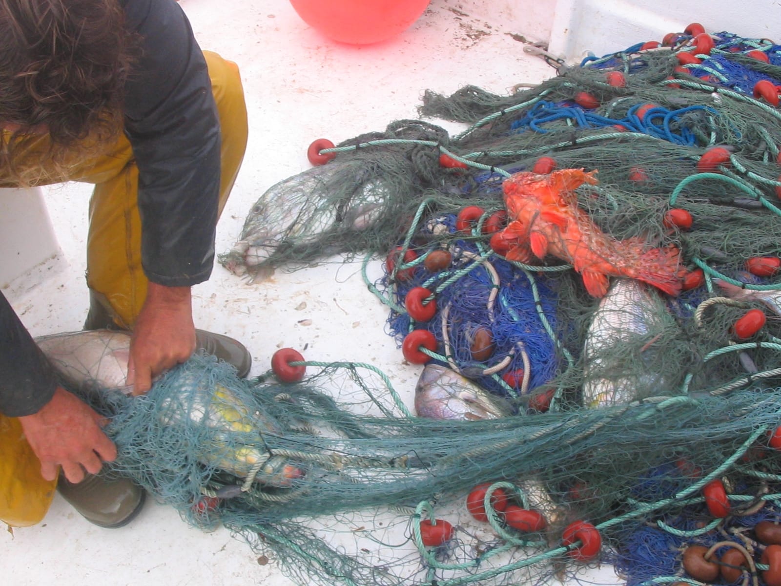 There's a problem: we've already run out of 2024 fishery resources for the Mediterranean