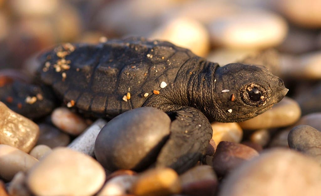 Why are there (finally) so many sea turtle nests in Italy?