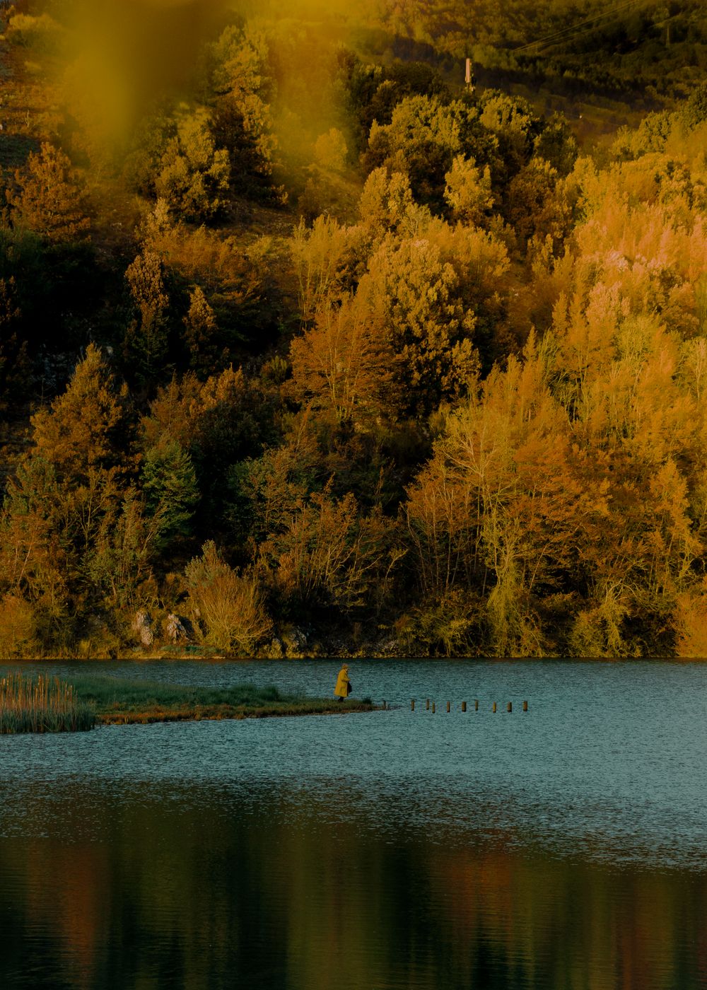 "Shoot the forest", a Contest to award the most beautiful photos of Italian forests post image