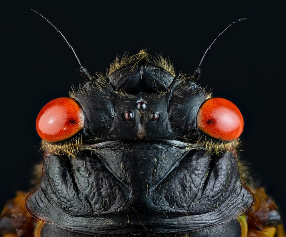 After more than 200 years they are about to return: the most anticipated cicada invasion of the century is coming! post image