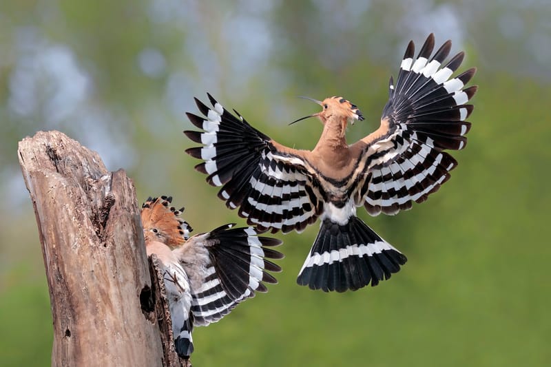 Birdwatching, due giornate per la migrazione degli uccelli post image